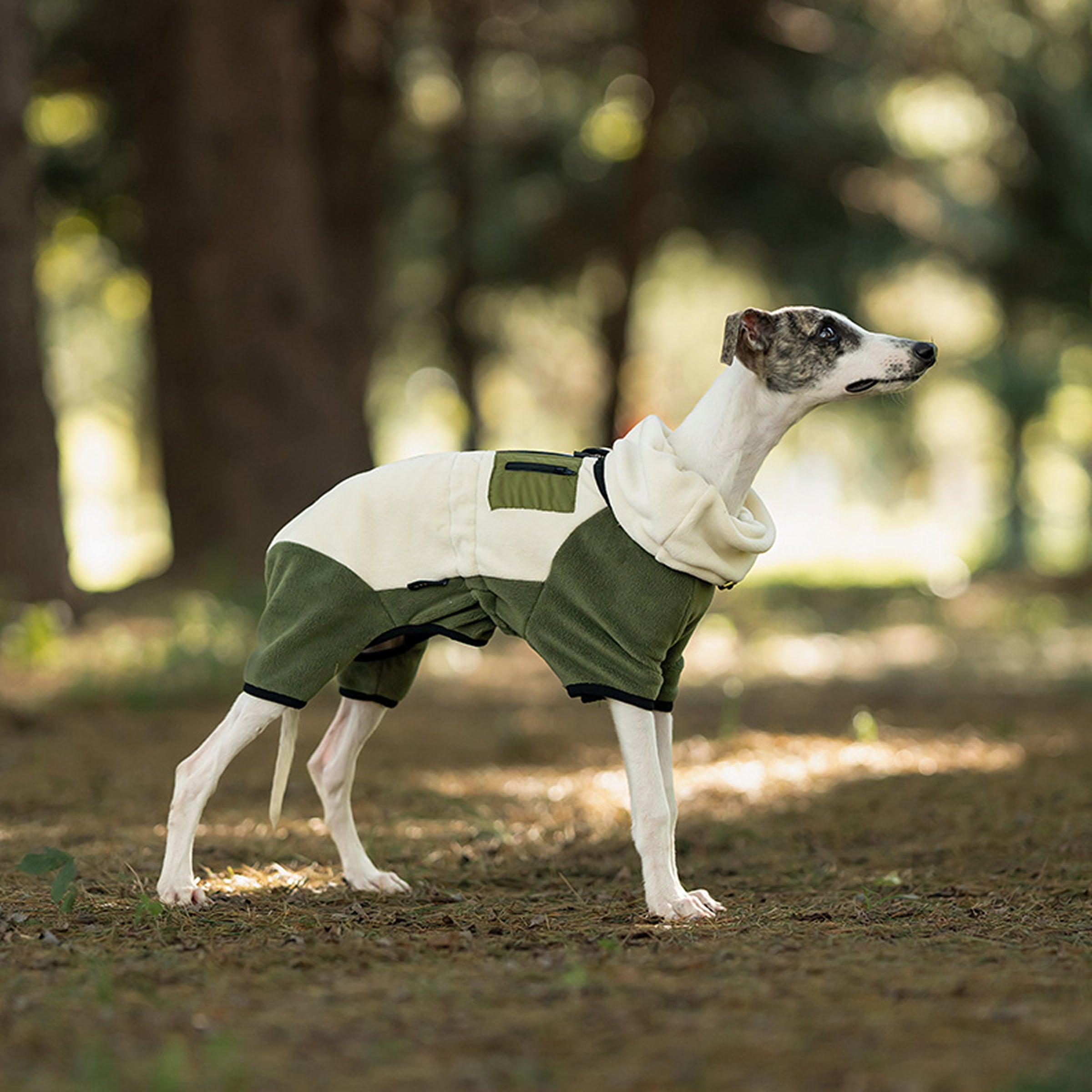 Dog wearing a green and white fleece jacket standing in a forest. Tiny Menace