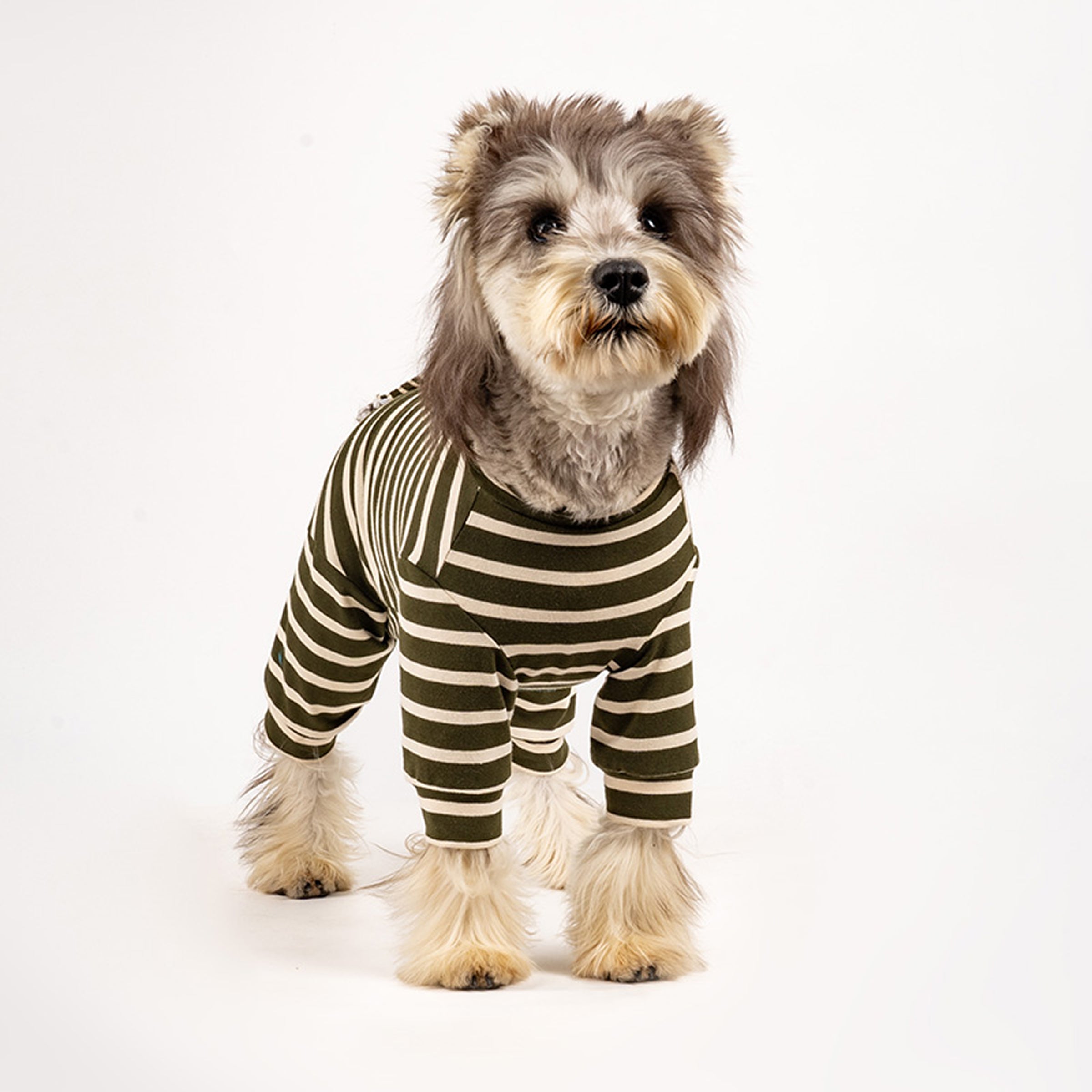 Dog wearing a green and white striped cotton onesie on a white background. Tiny Menace