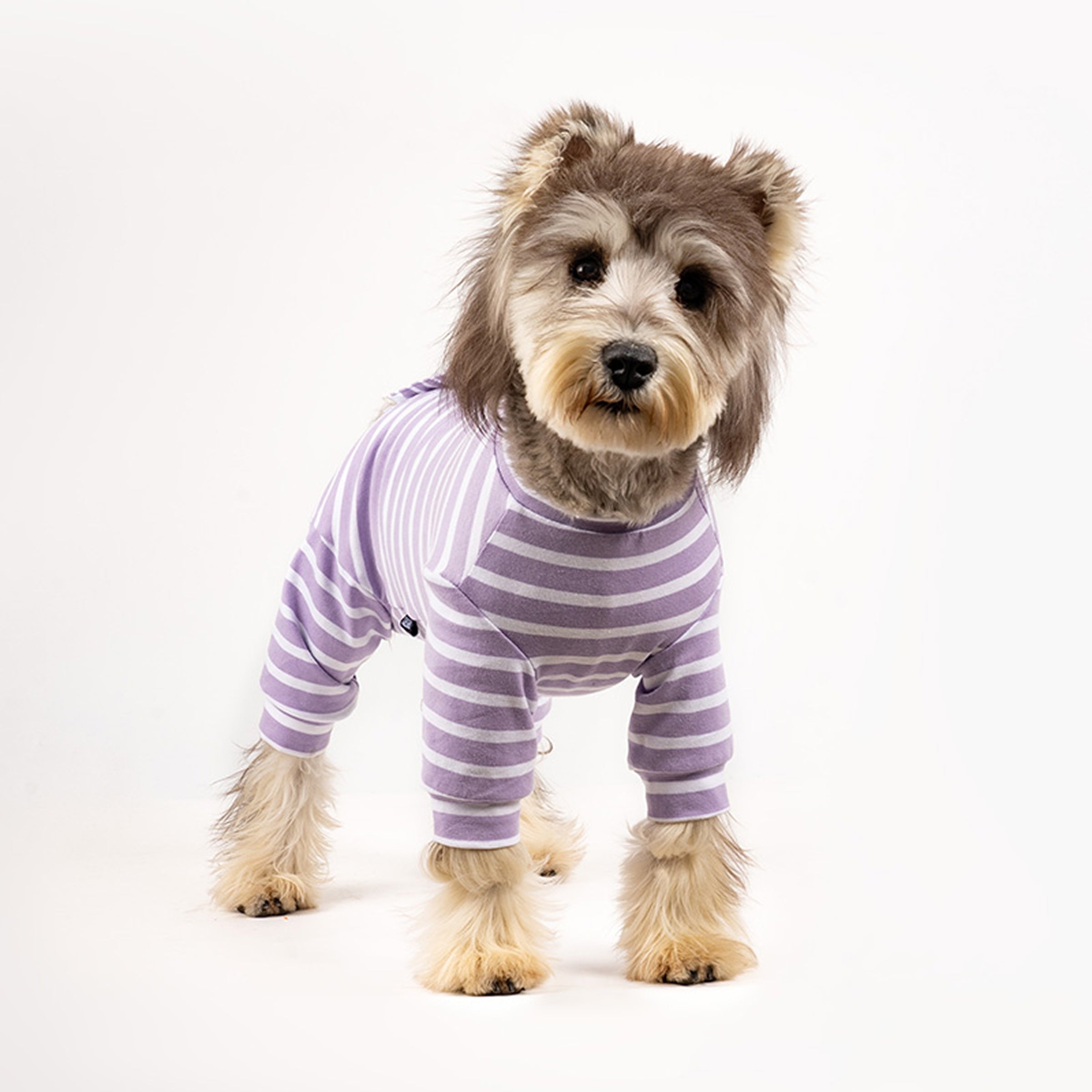 Dog wearing a purple and white striped cotton onesie standing on a white background. Tiny Menace