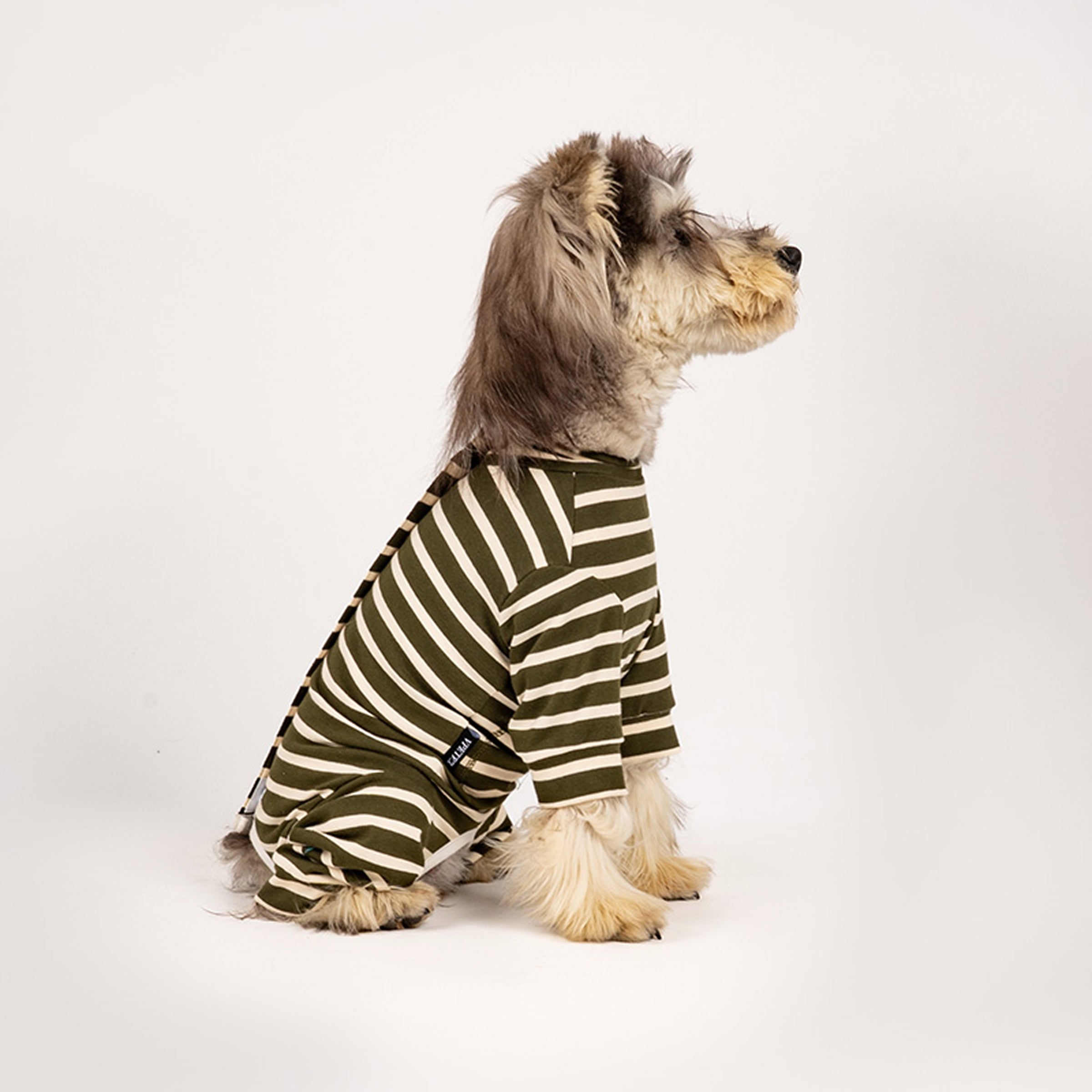Dog wearing a green and white striped cotton onesie on a white background. Tiny Menace