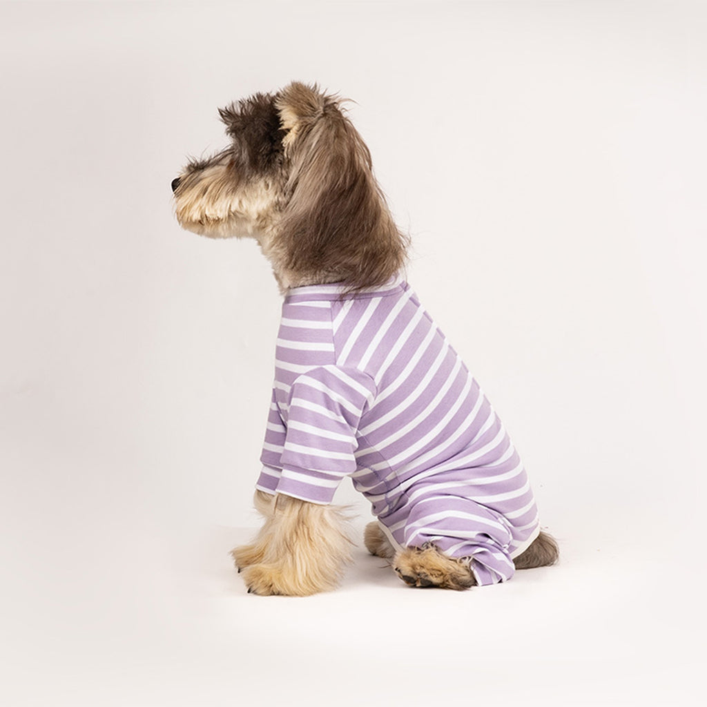 Dog wearing a purple and white striped onesie on a plain background sitting down side view. Tiny Menace