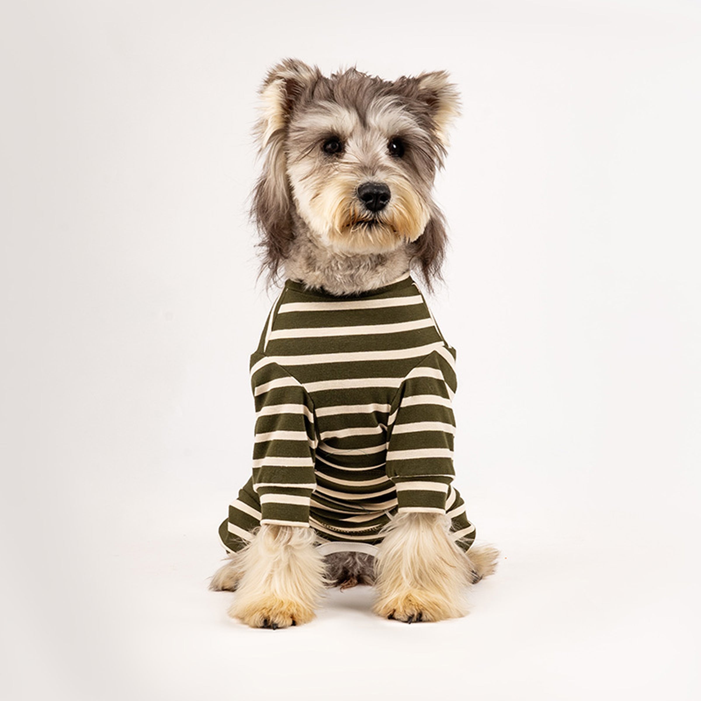 Dog wearing a green and white striped cotton onesie on a white background. Tiny Menace
