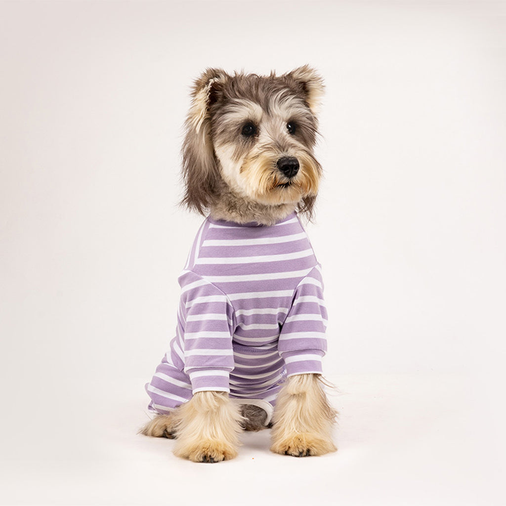 Dog wearing a purple striped cotton onesie sitting on a white background