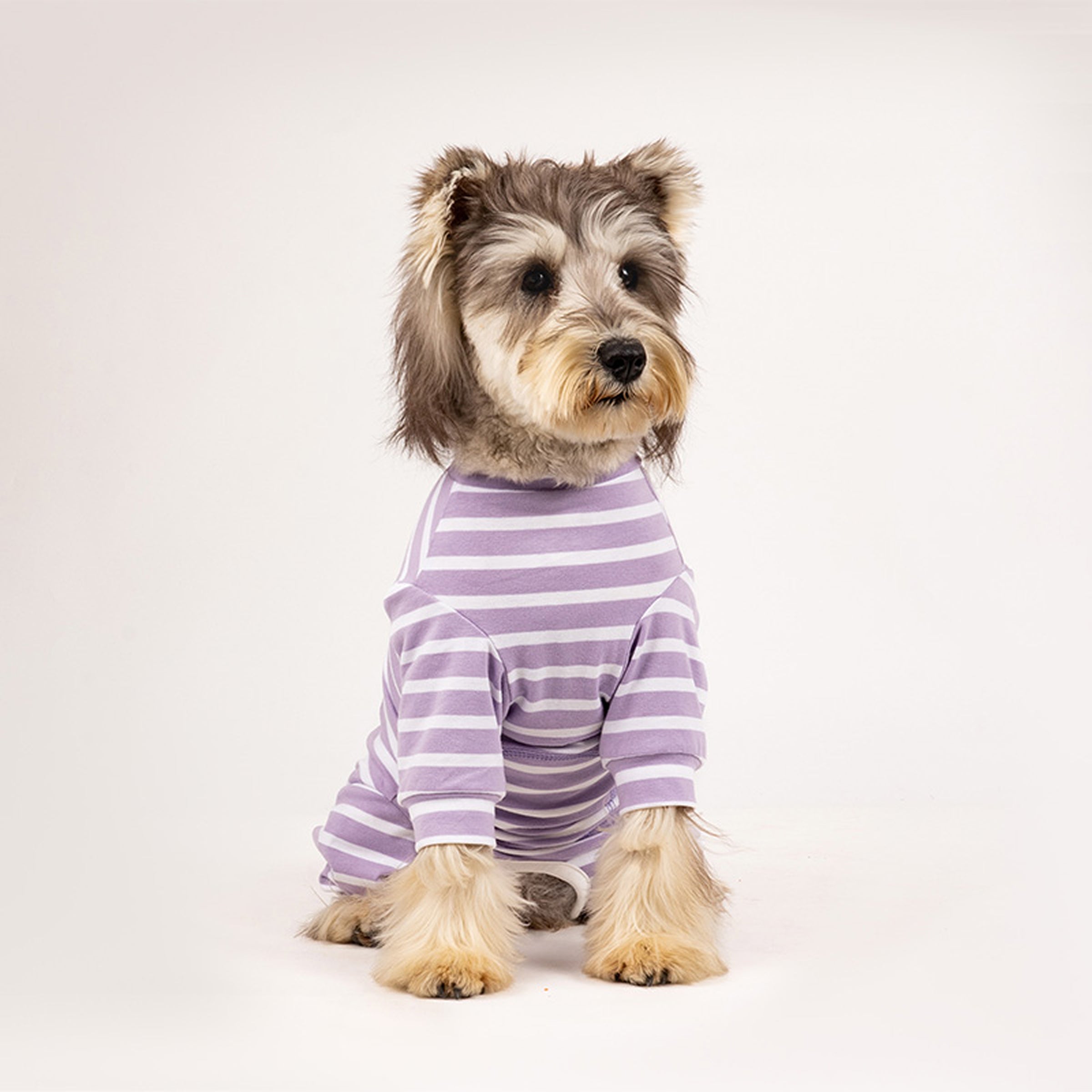 Dog wearing a purple striped cotton onesie sitting on a white background