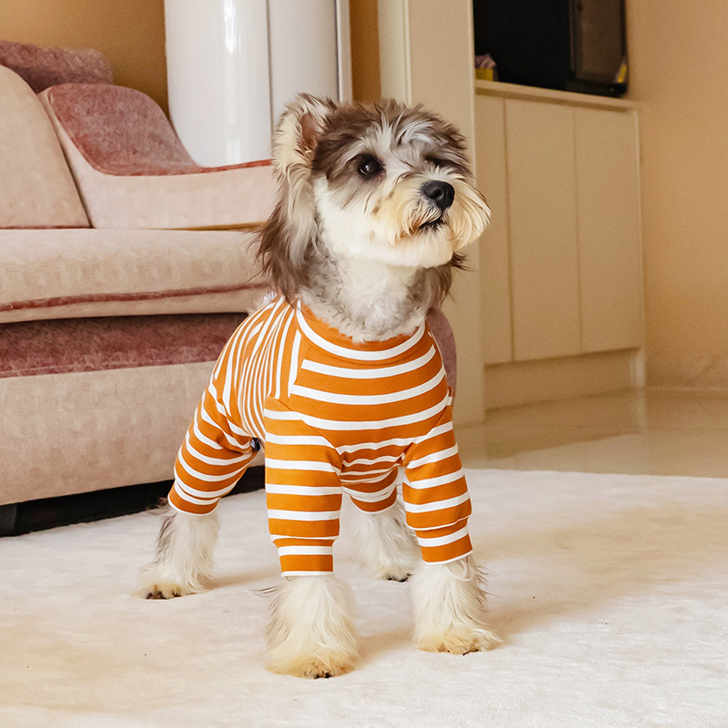 Dog wearing orange and white striped cotton onesie standing on a carpeted floor. Tiny Menace