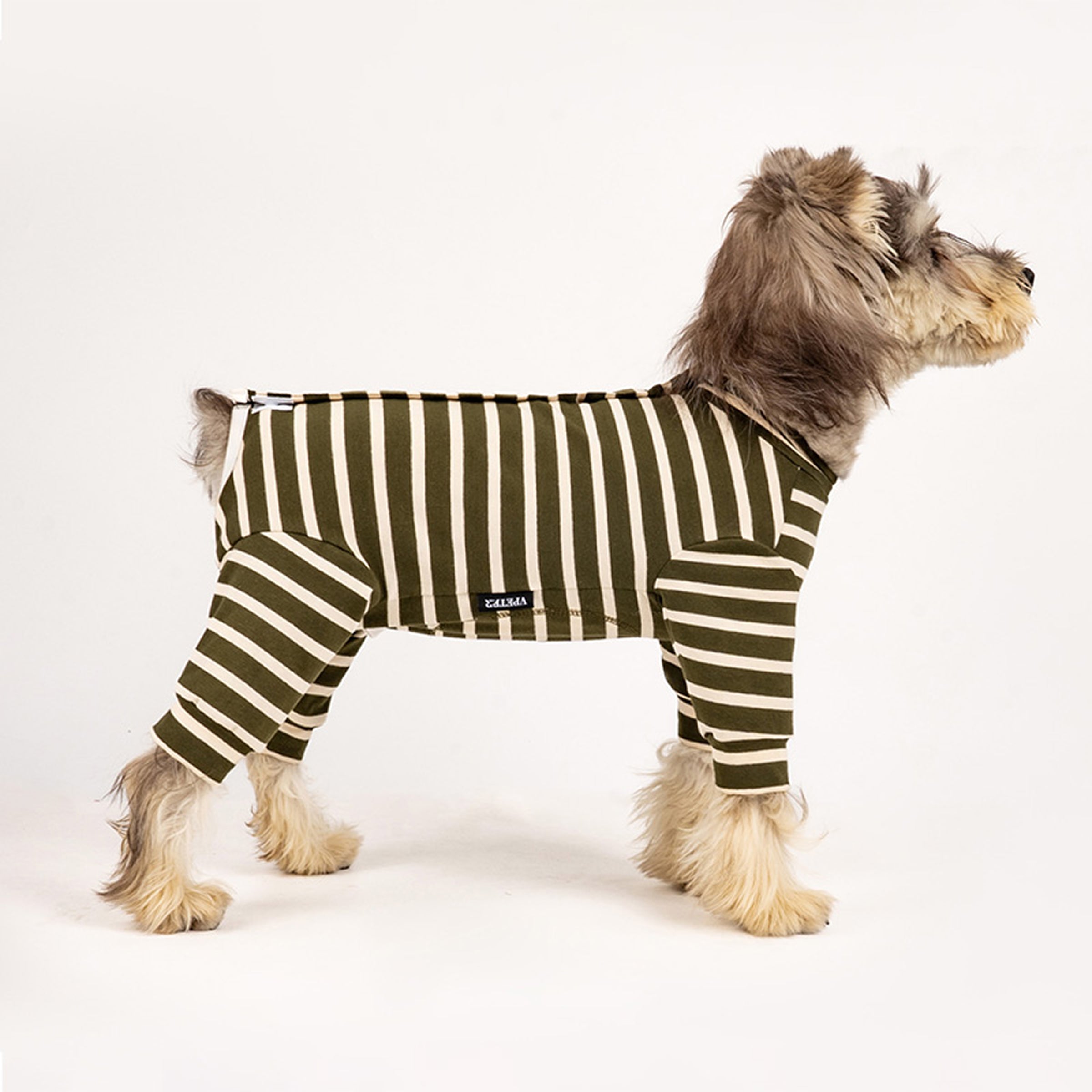 Dog wearing a green and white striped cotton onesie on a white background. Tiny Menace