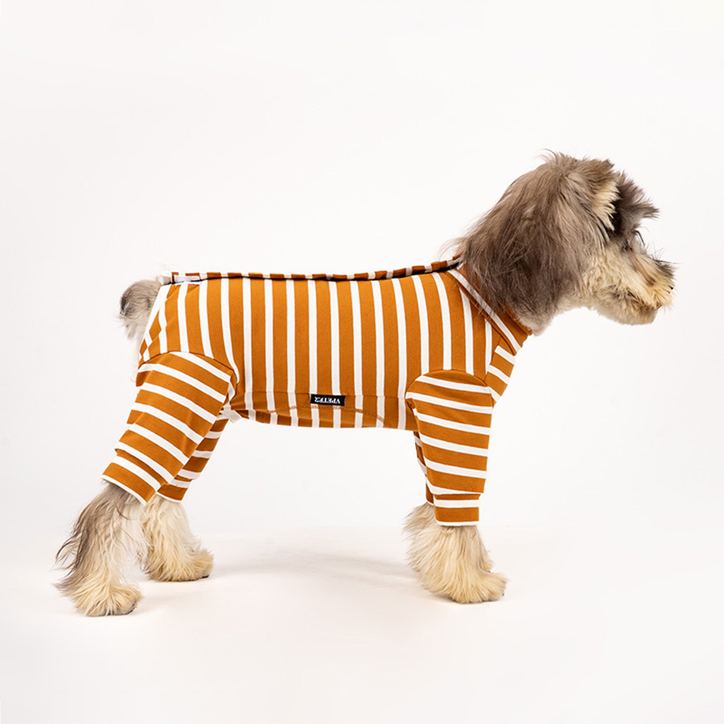 Dog wearing a striped orange and white cotton onesie on a light background. Tiny Menace