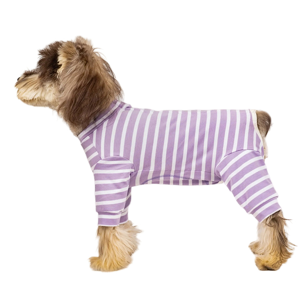 Small dog wearing a purple and white striped cotton onesie side standing on a white background. Tiny Menace