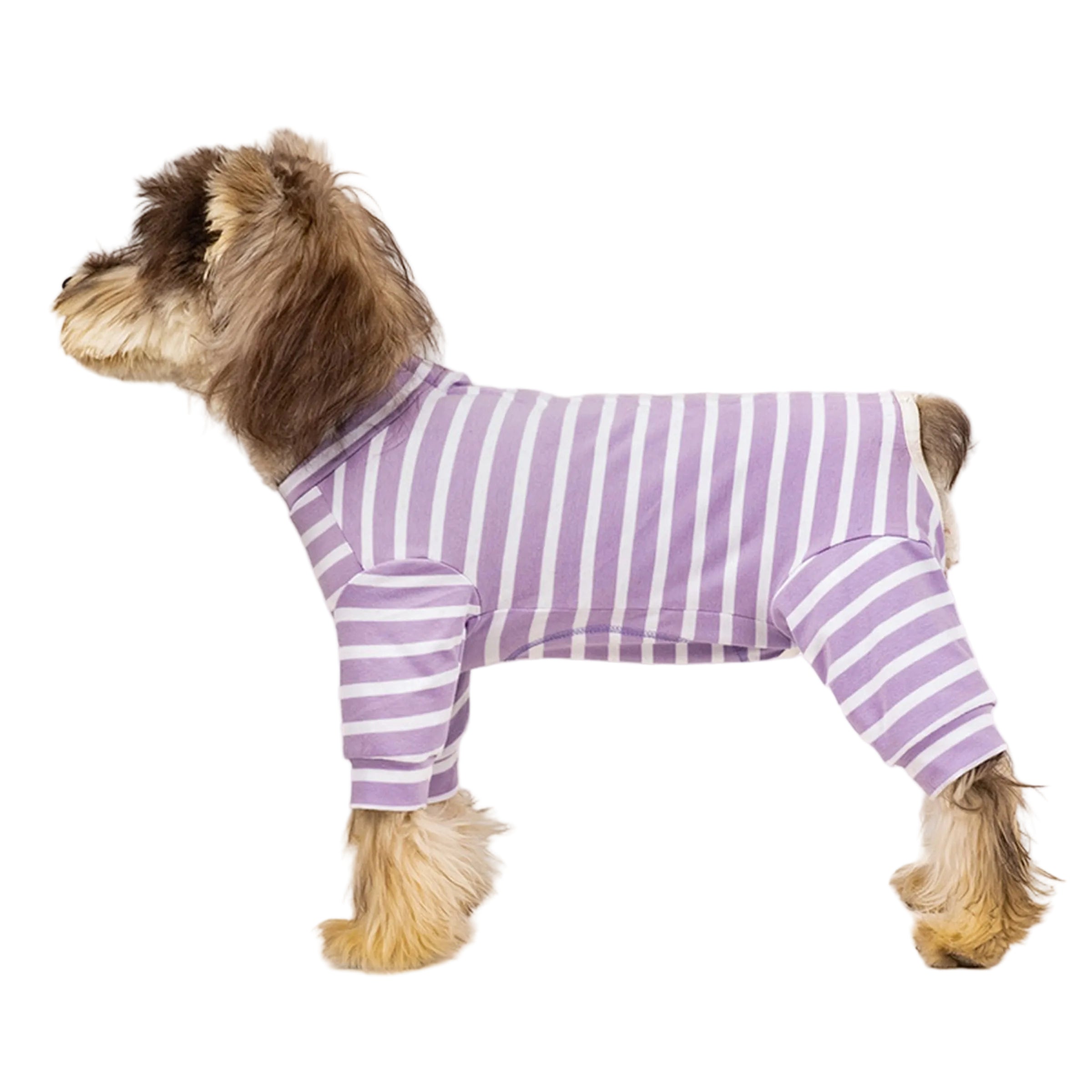 Small dog wearing a purple and white striped cotton onesie side standing on a white background. Tiny Menace