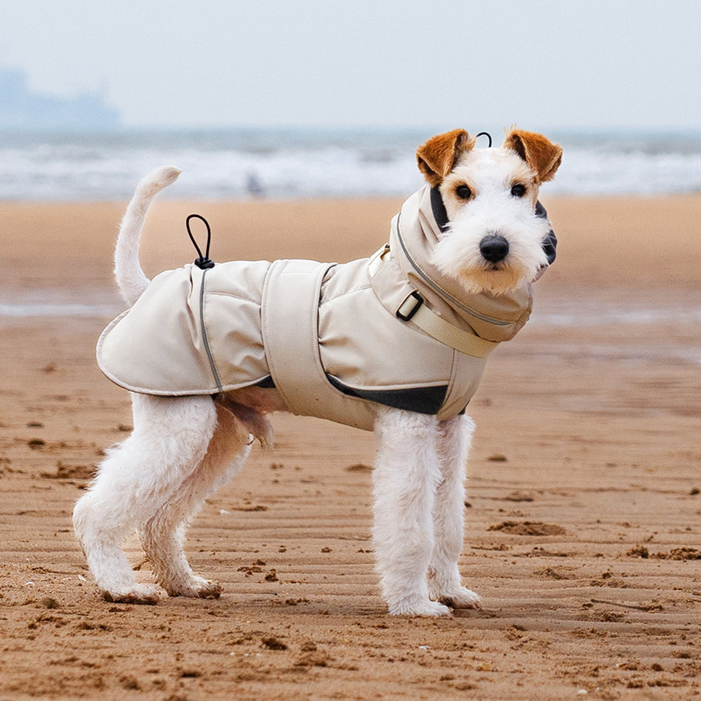 Wire Fox Terrier walking on the beach wearing a beige padded winter coat