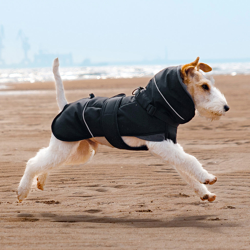 Wire fox terrier running on beach wearing black winter padded dog coat