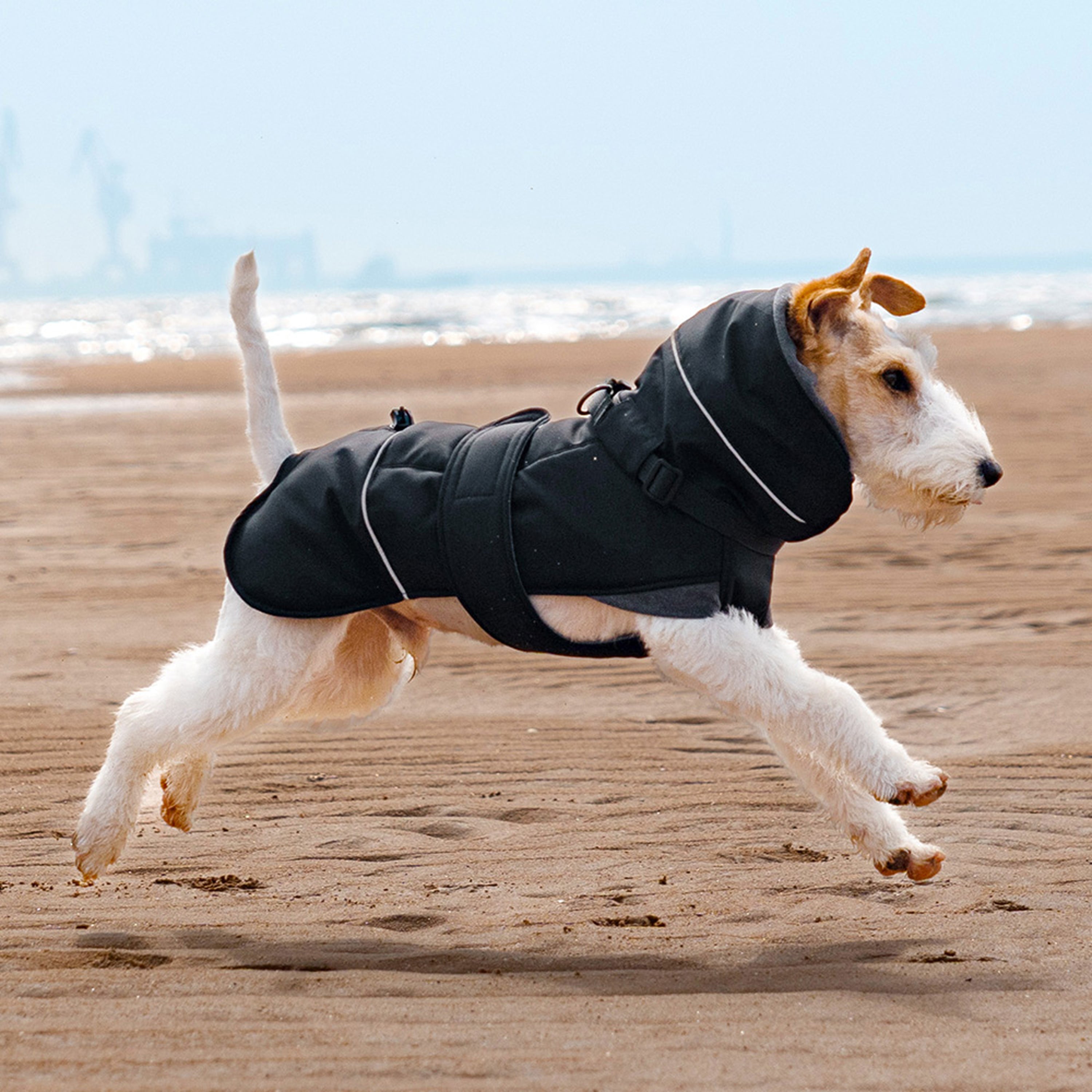 Wire fox terrier running on beach wearing black winter padded dog coat