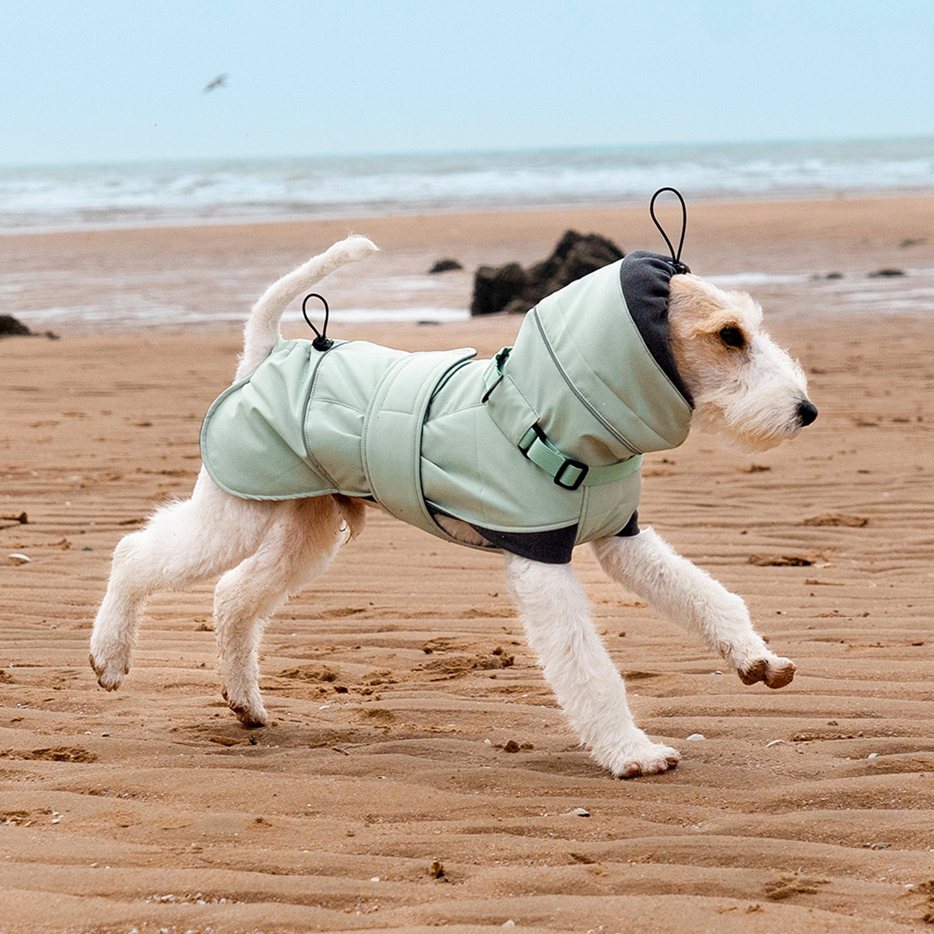 Green  - Wire Fox Terrier walking on the beach wearing a green padded winter dog coat
