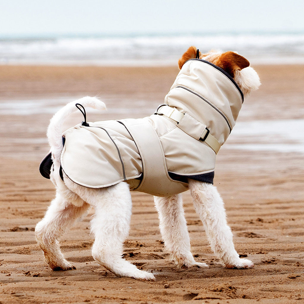 Back view of a Wire Fox Terrier in a beige padded winter dog coat at the beach
