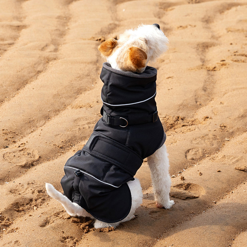 Black - Back view of wire fox terrier in black padded winter dog coat with adjustable straps
