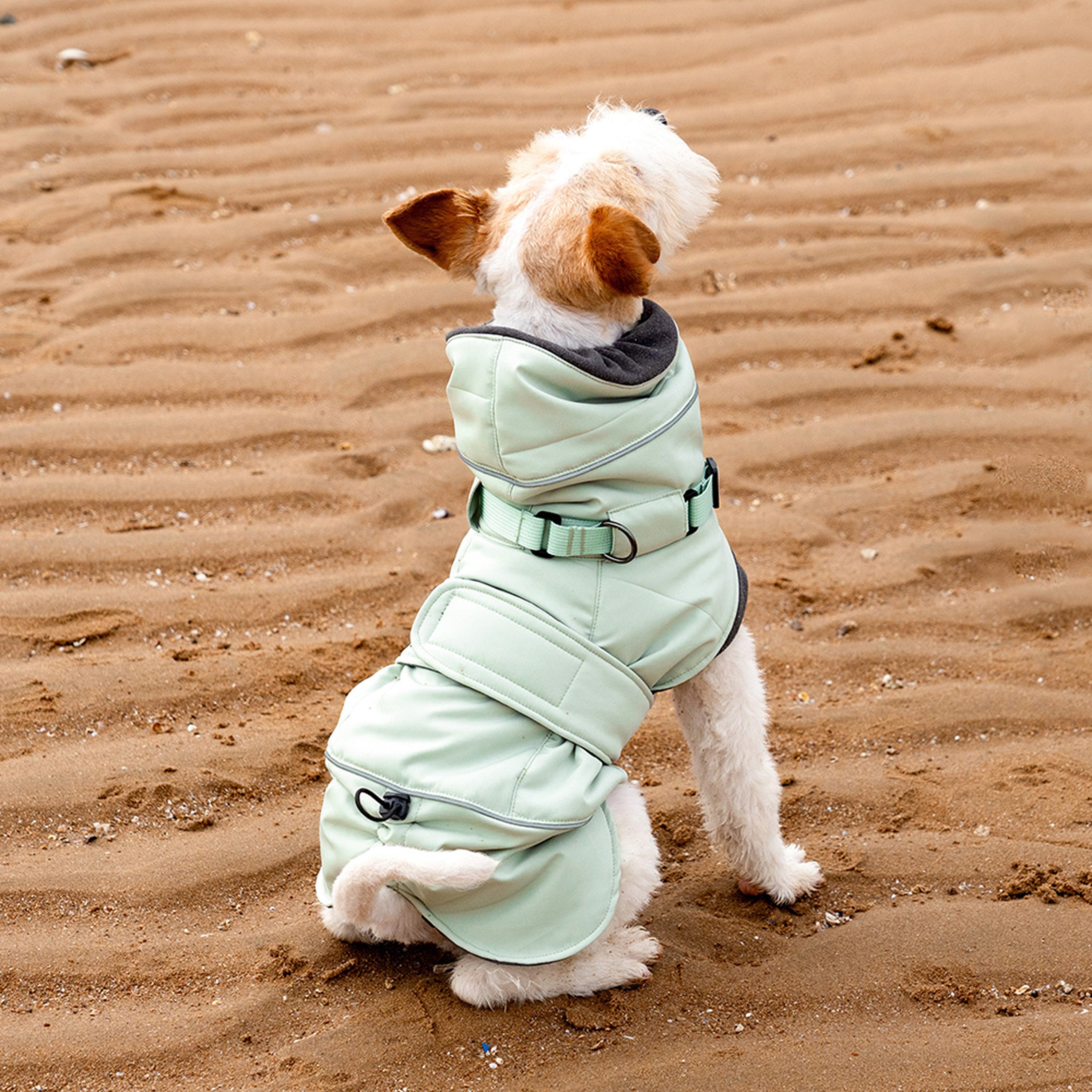 Green  - Back view of a Wire Fox Terrier sitting on sand in a green padded winter coat