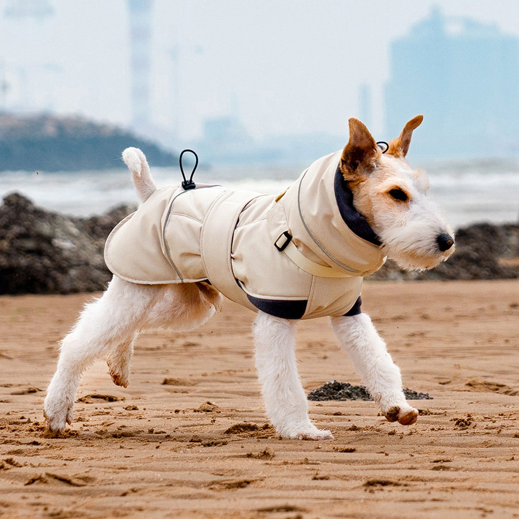 Wire Fox Terrier sitting on the beach wearing a beige padded winter coat with high neck