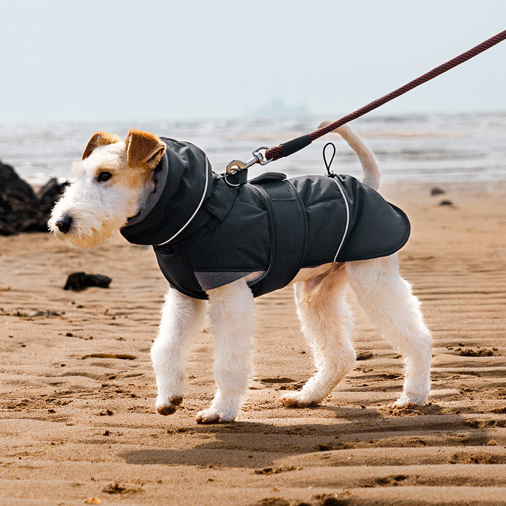 Black - Wire fox terrier standing on beach in black waterproof padded dog coat