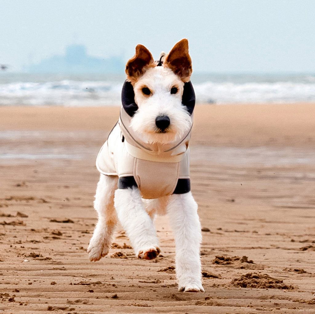 Front view of a Wire Fox Terrier in a beige padded winter coat outdoors