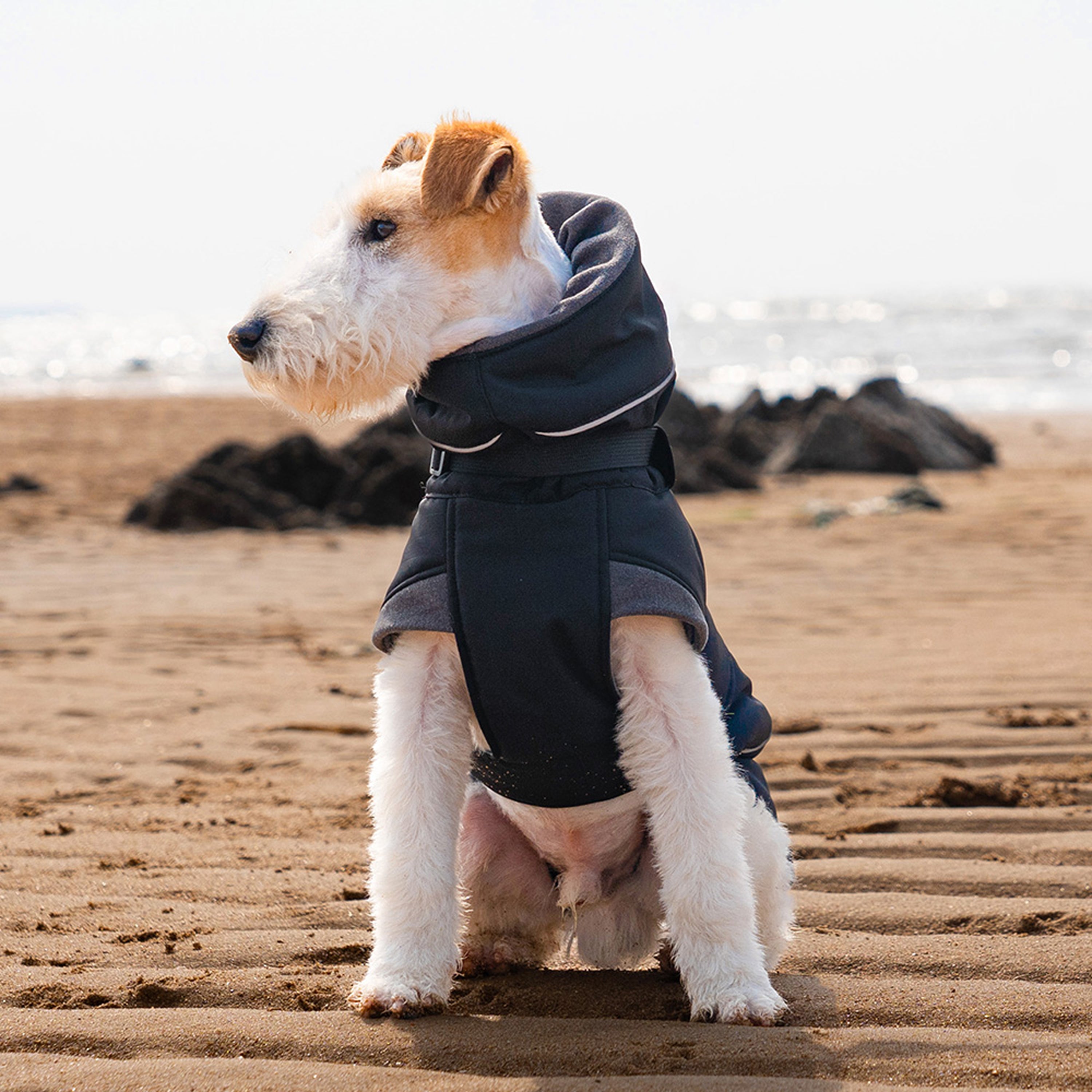 Front view of wire fox terrier wearing black winter padded dog jacket