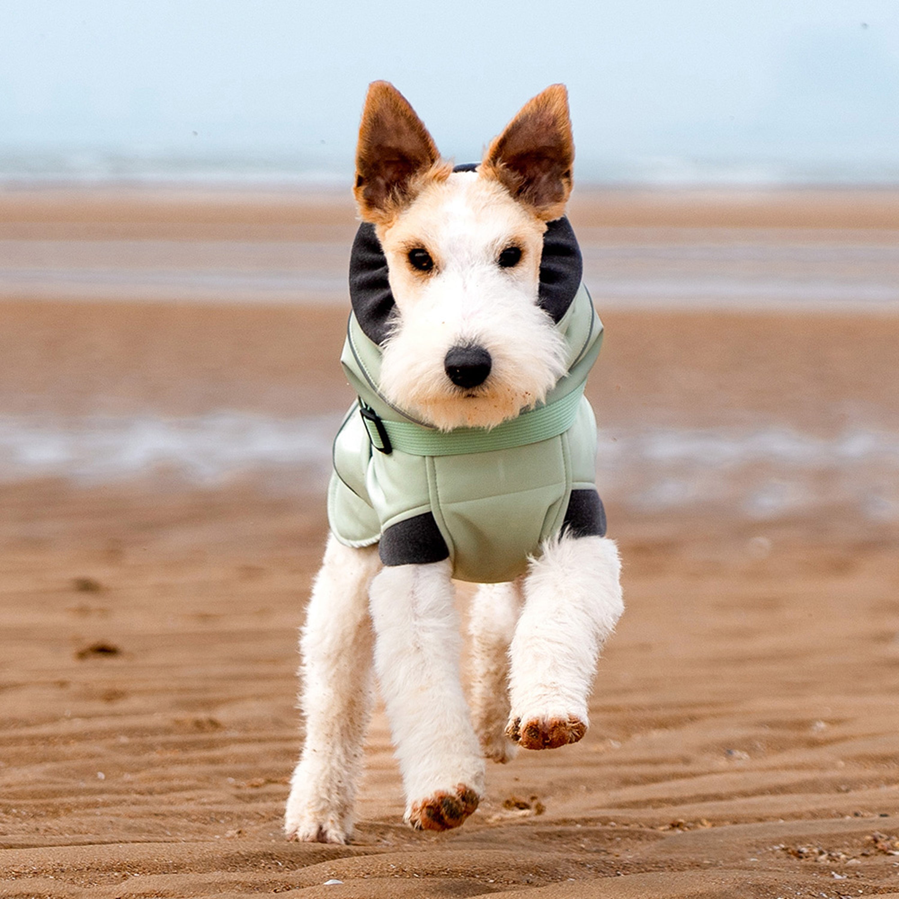 Green  - Front view of a Wire Fox Terrier wearing a green padded winter coat at the beach