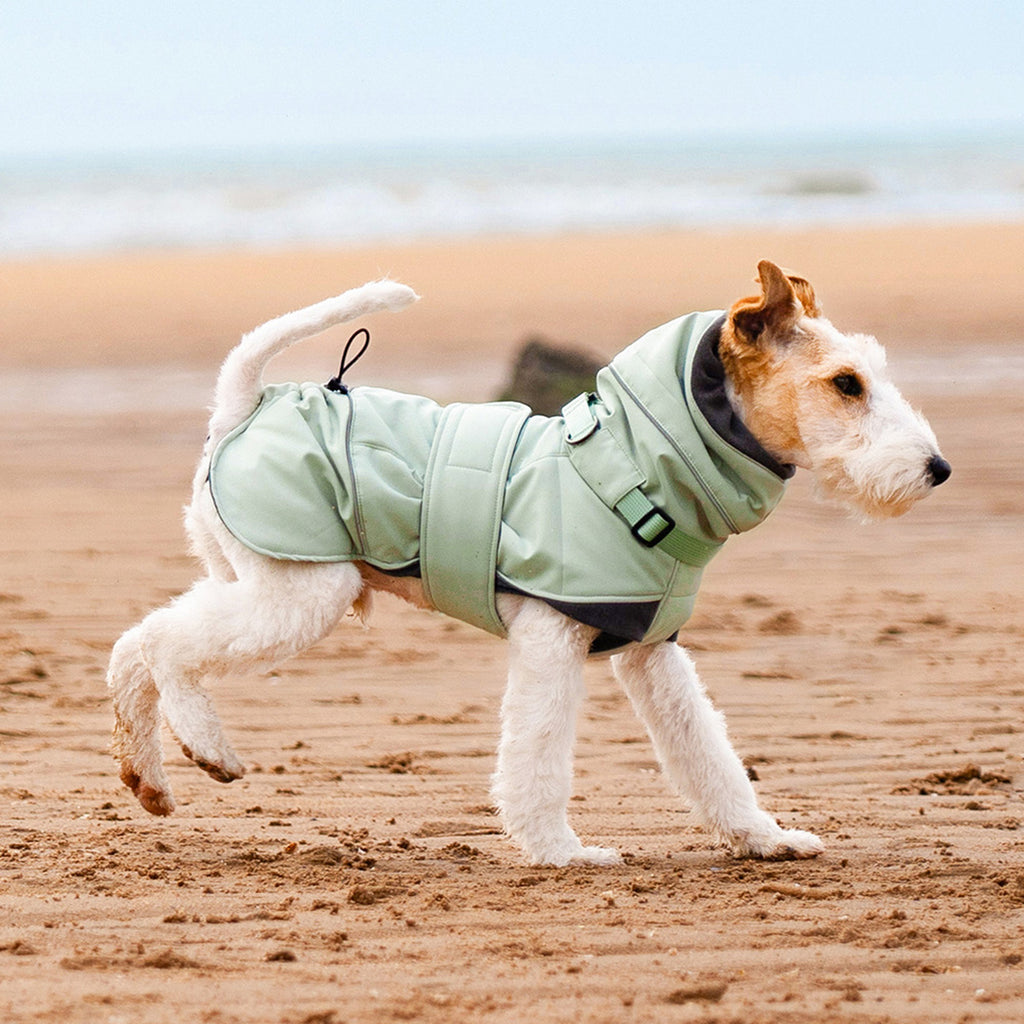 Green  - Wire Fox Terrier wearing a green padded winter dog coat designed for cold weather walks