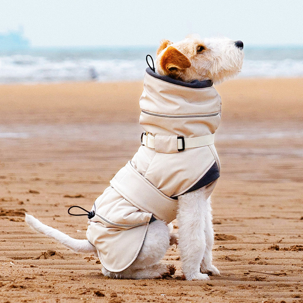 Wire Fox Terrier wearing a beige padded winter coat designed for cold weather walks