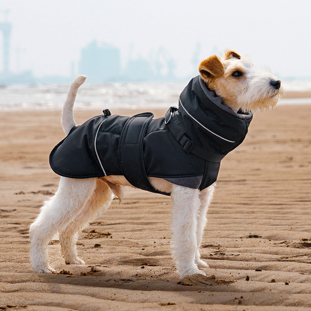 Black - Side view of wire fox terrier wearing black insulated dog coat on beach walk
