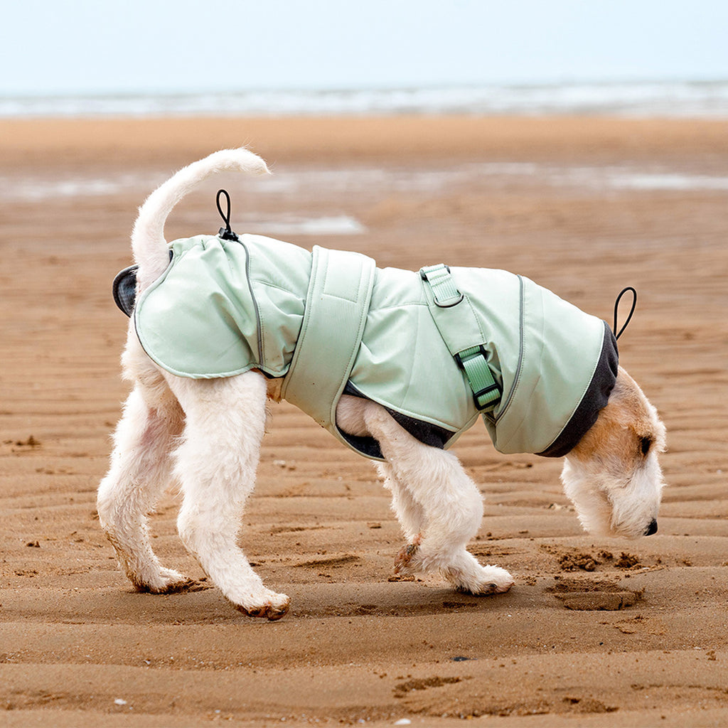 Green  - Side view of a Wire Fox Terrier walking on the beach in a green padded winter coat